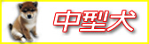わんわんらんど　うべにて販売中の中型犬をご紹介します