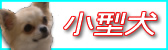 わんわんらんど　うべにて販売中の小型犬をご紹介します