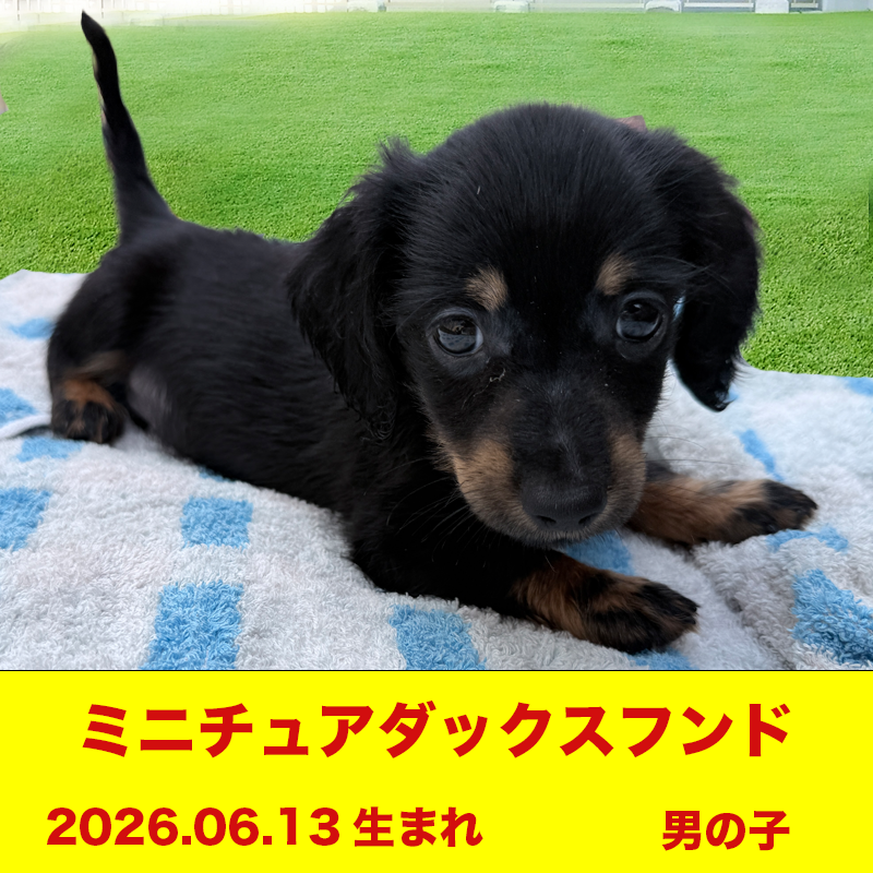 ミニチュアダックスフンド 男の子 山口県宇部市