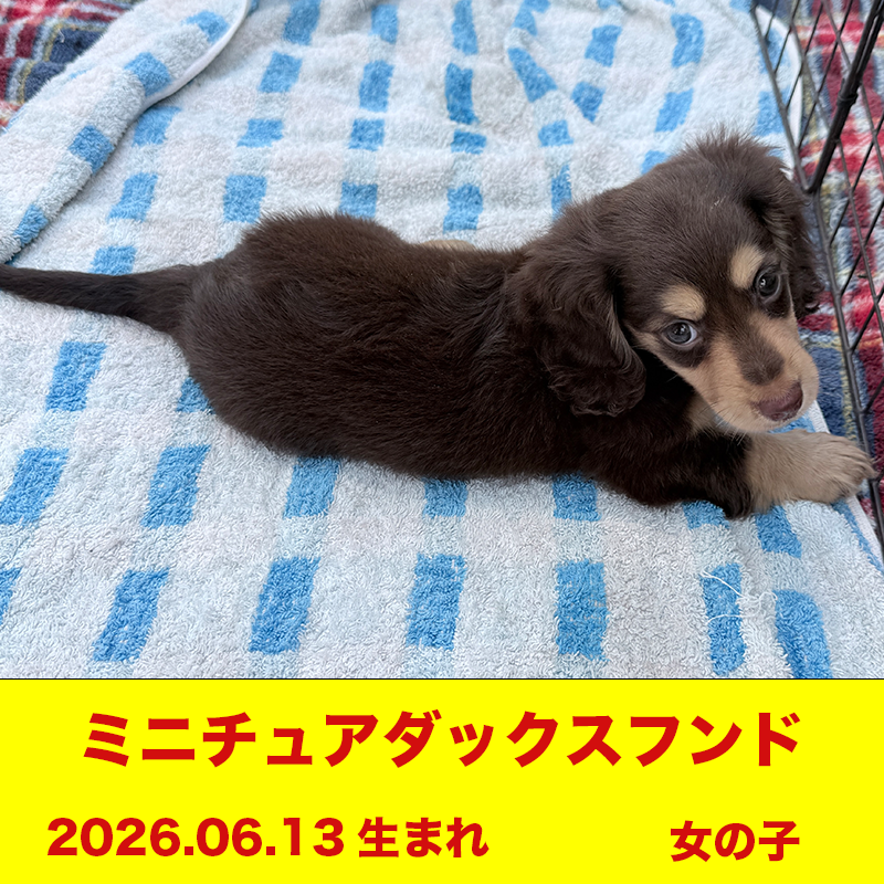 ミニチュアダックスフンド 女の子 山口県宇部市