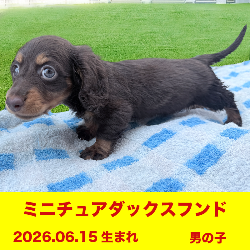 ミニチュアダックスフンド 男の子 山口県宇部市